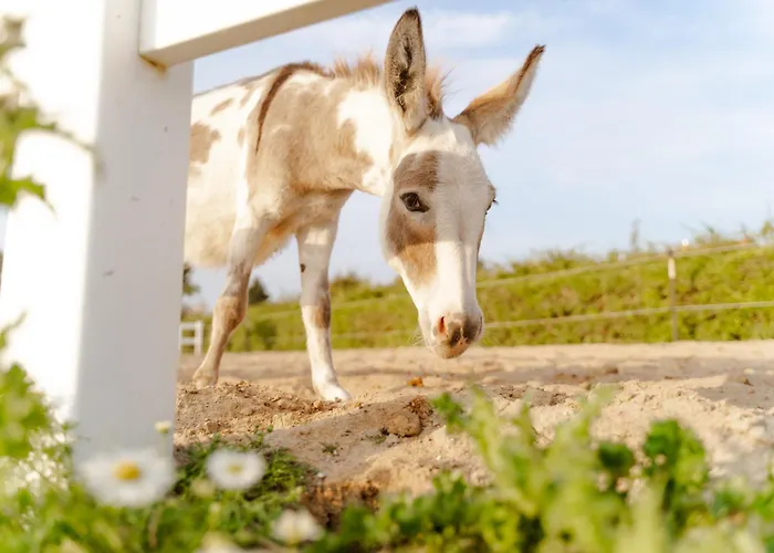 Casa de Férias Tante Schmidt 2