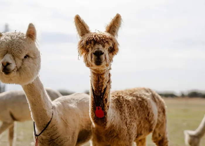 Casa de Férias Tante Schmidt 2 *